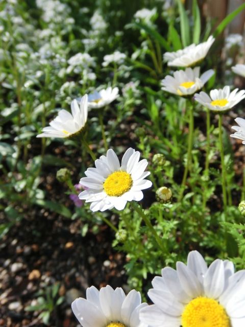 続・通路の花