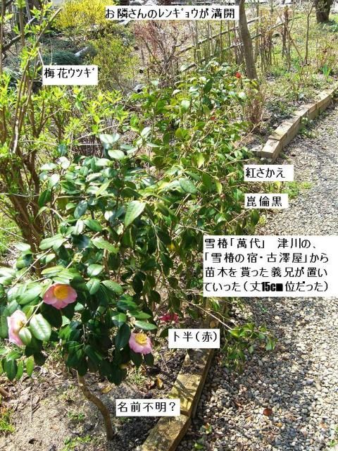 続々「我が家のツバキ」