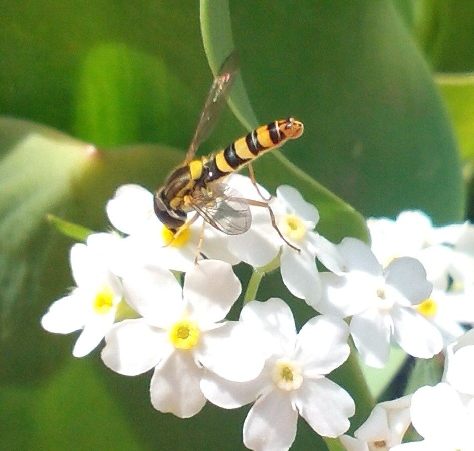 ミツバチマーヤとわすれな草(*^^*)