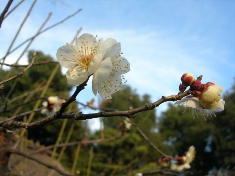 梅が咲き始めました