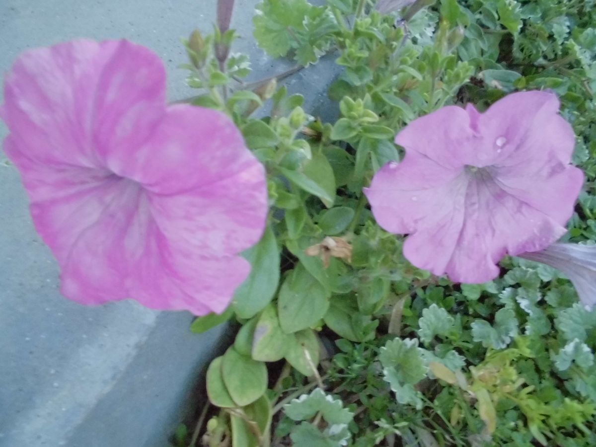 ど根性の花