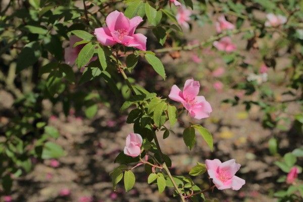 花フェスタ記念公園オフ会のお知らせ