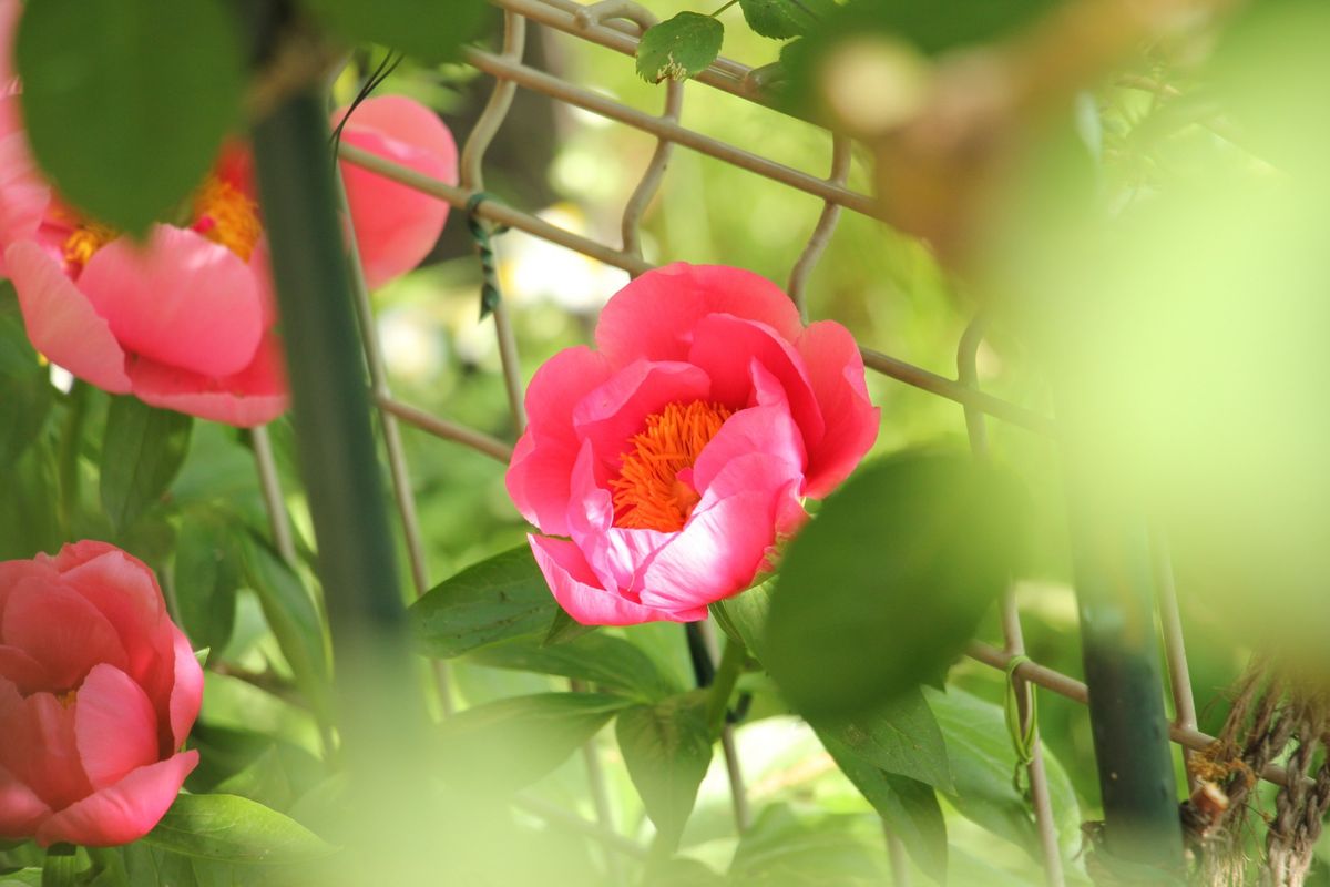 開花ラッシュ始まる