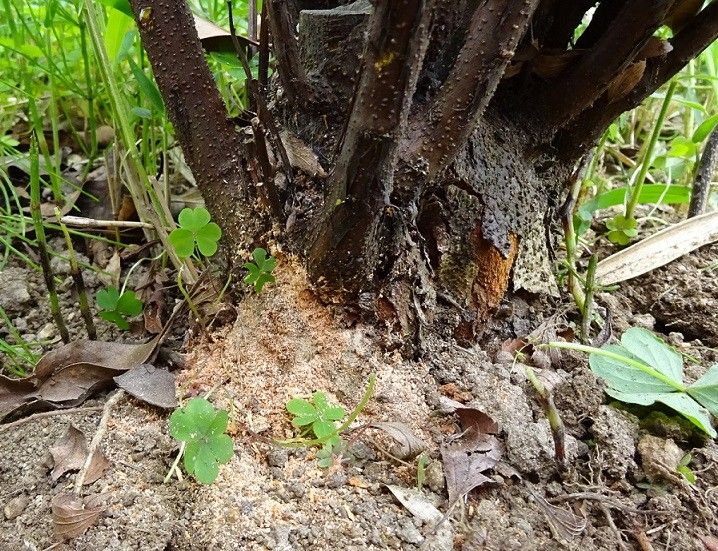 人気キャラ、お断り