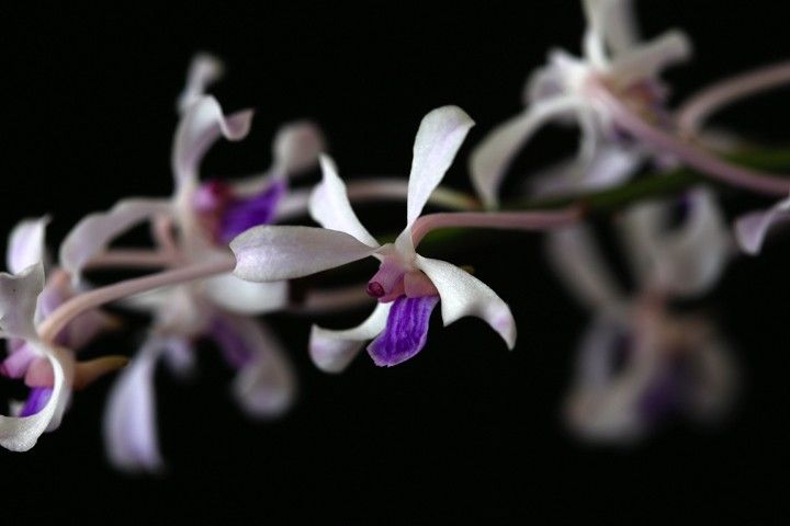 V. coerulescens