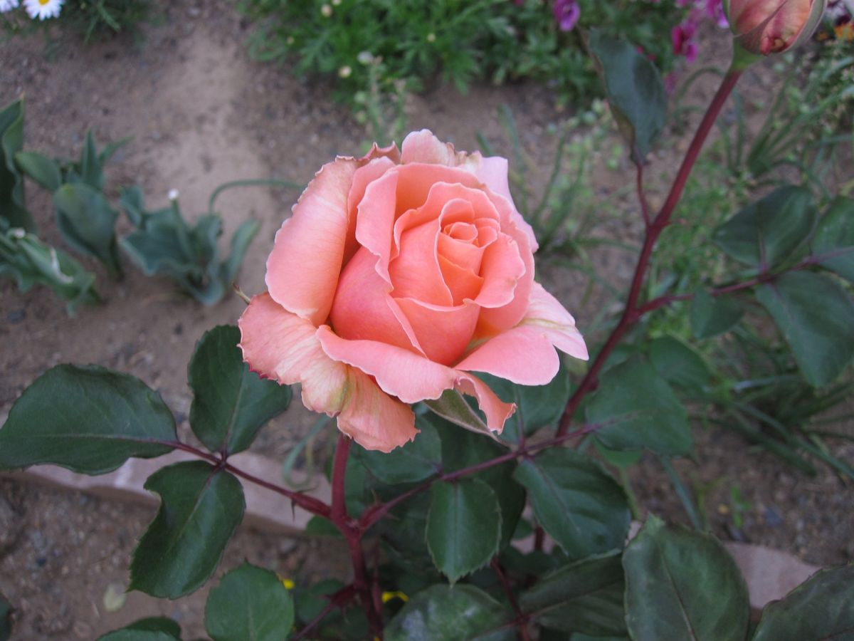 今日の開花の薔薇