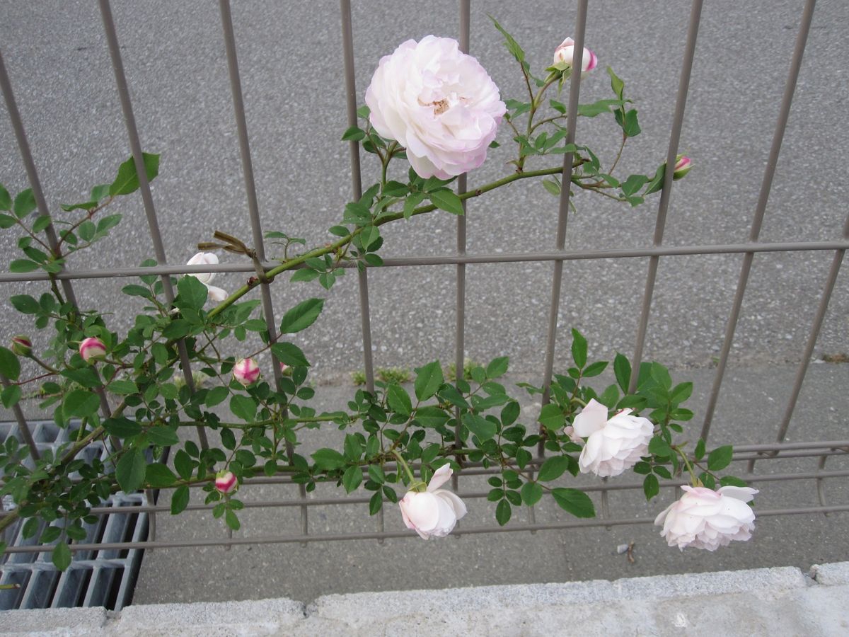 今日の開花の薔薇