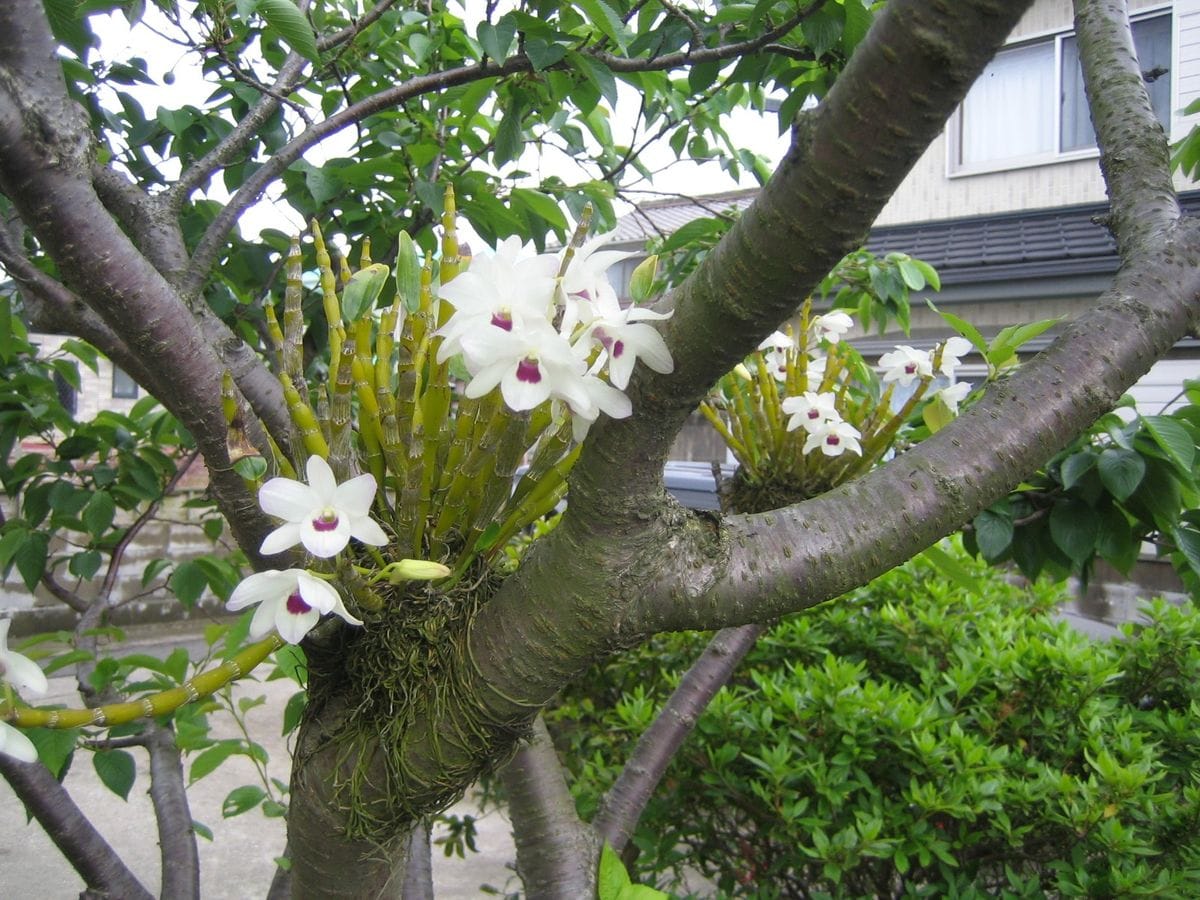 桜の木のデンドロ開花