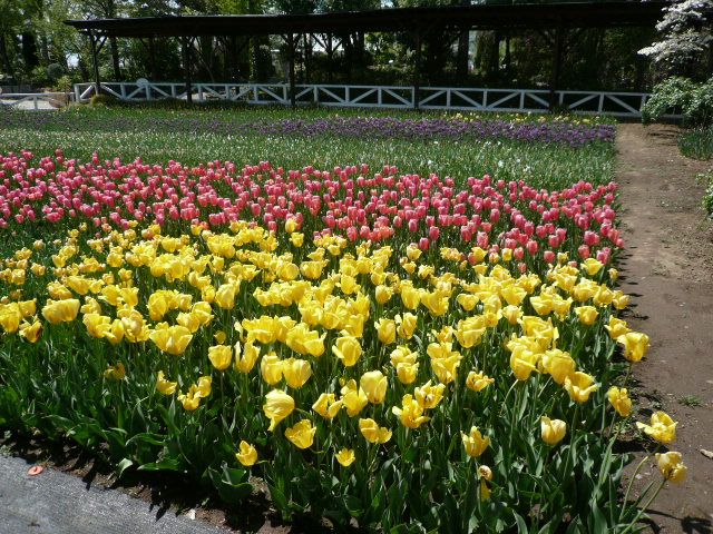 ハーブ庭園夢日記