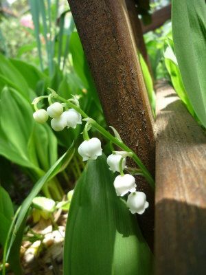 デルフィニウム開花