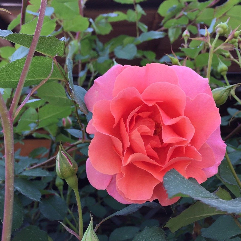 サンセットグロウの開花まで