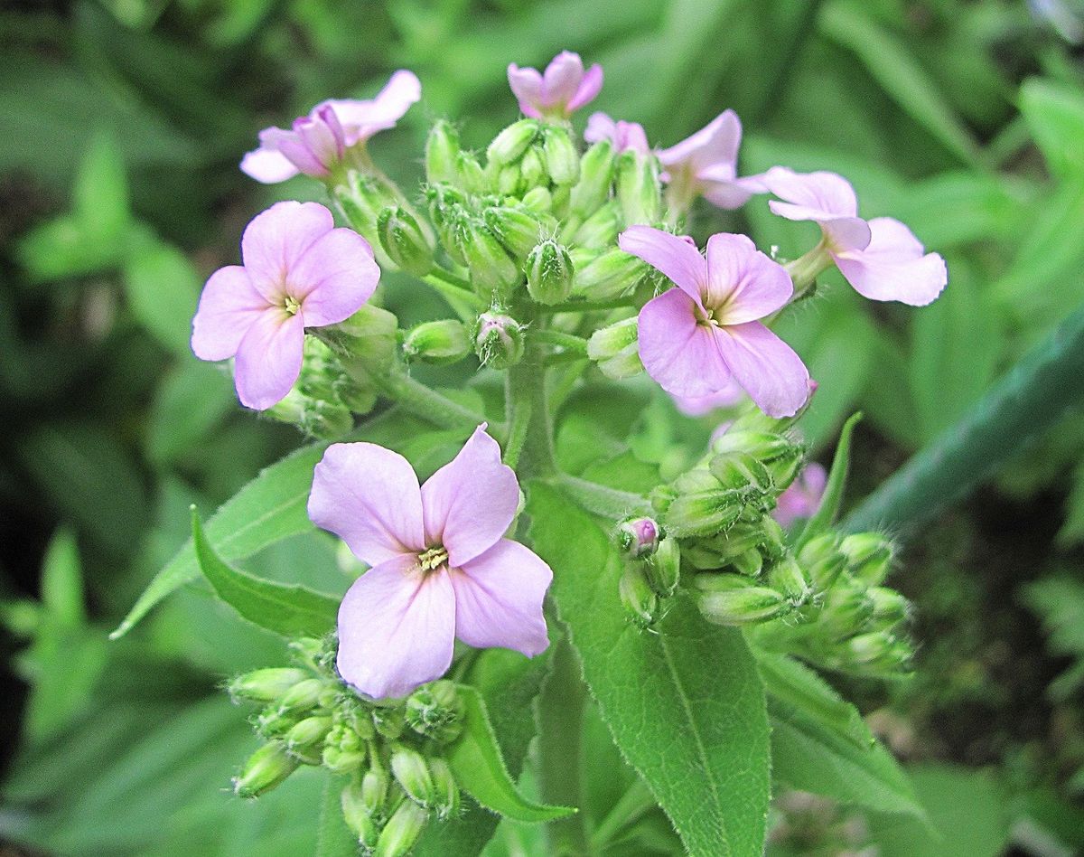 ダイコンの花ににていますね