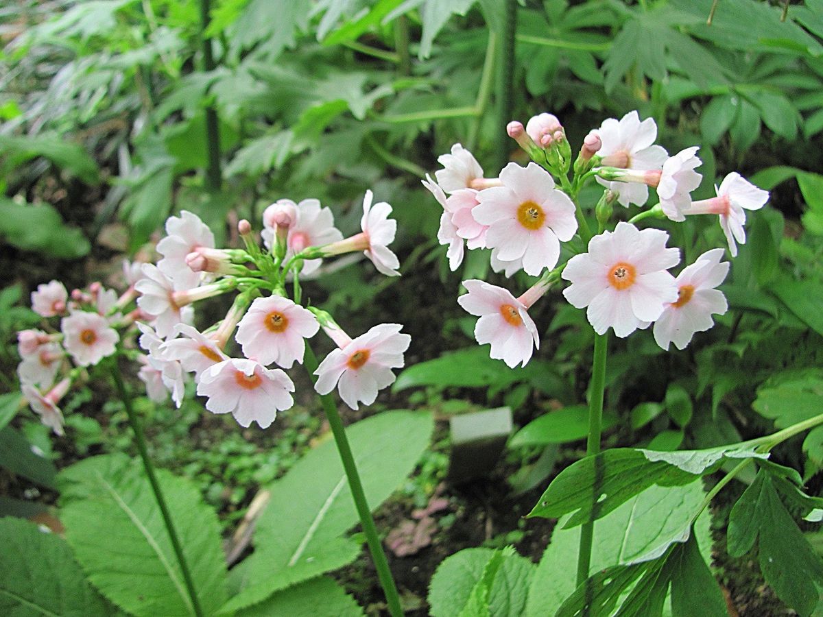 ダイコンの花ににていますね