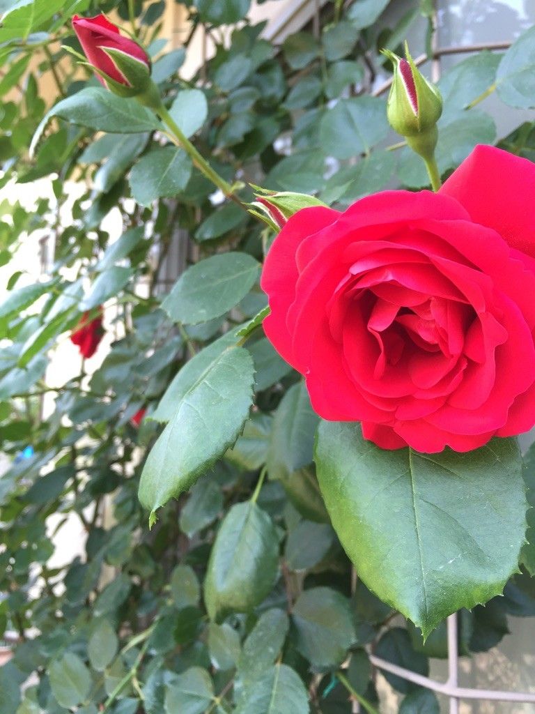 クリムゾンスカイの開花まで