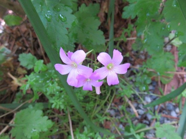 我が家の野の花