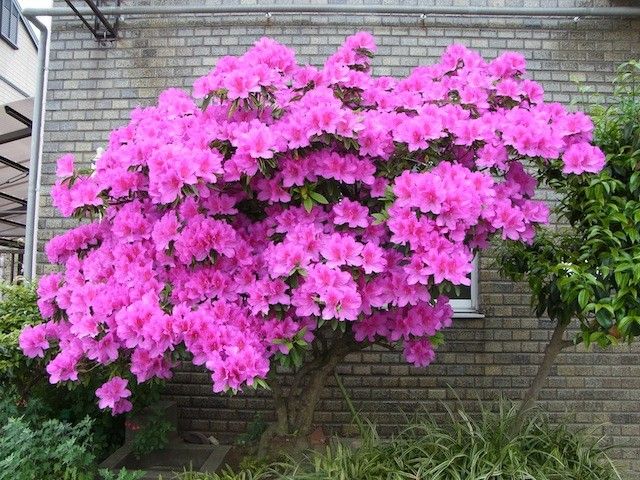 大変なことになってるお花