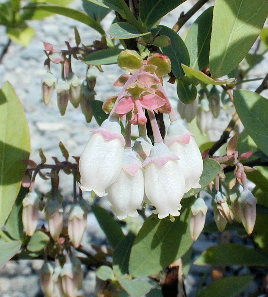 ブルーベリーの花　３種