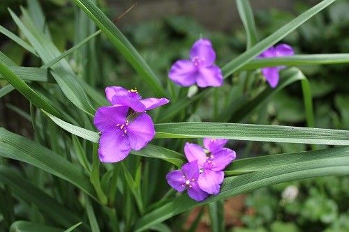 涼しげな花