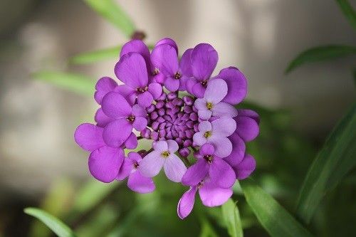 涼しげな花