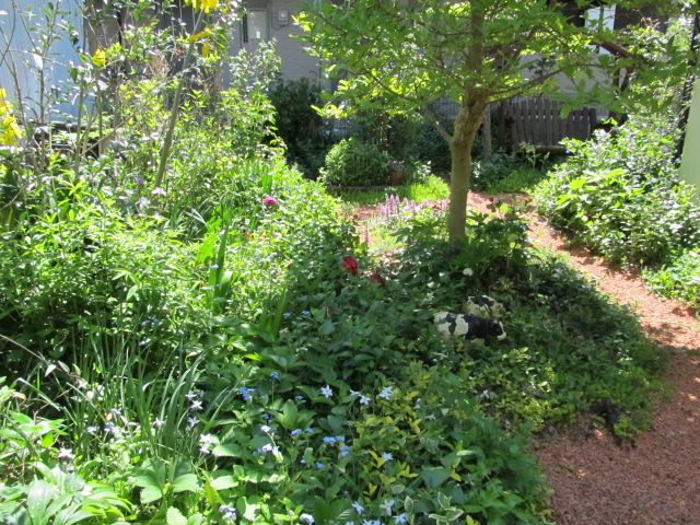 5月目前の庭、クレマチスが次々と咲き出しました。