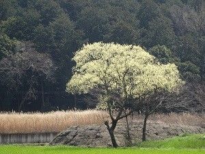 名前がわからない木