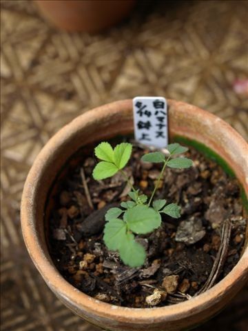 実生・白ハマナスの開花