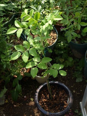 実生・白ハマナスの開花