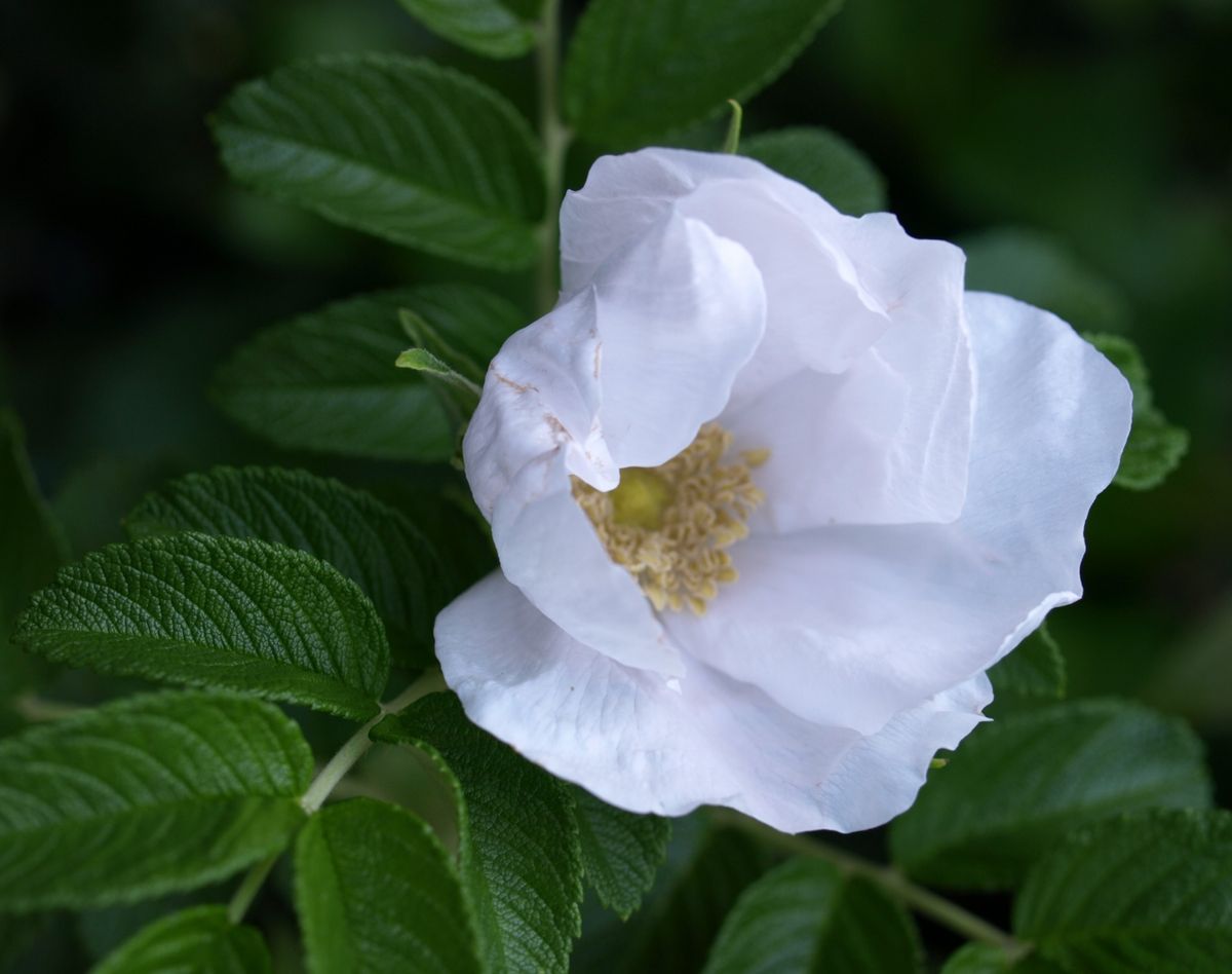 実生・白ハマナスの開花