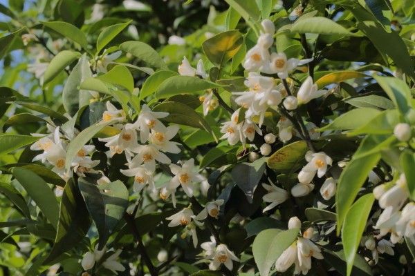 ♪みかんの花が～って昨年も書いたんだっけ