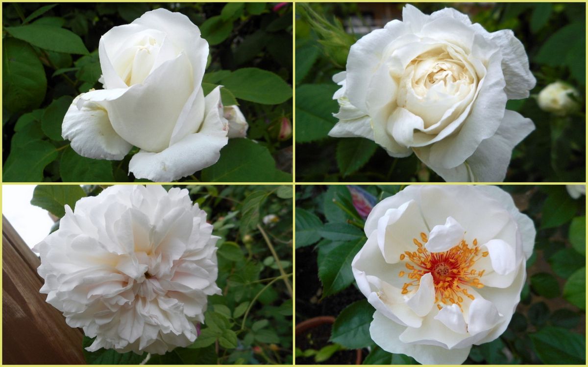 白薔薇とピンクの薔薇 園芸日記by愛は花 みんなの趣味の園芸