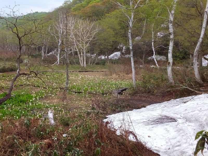 沼の原湿原