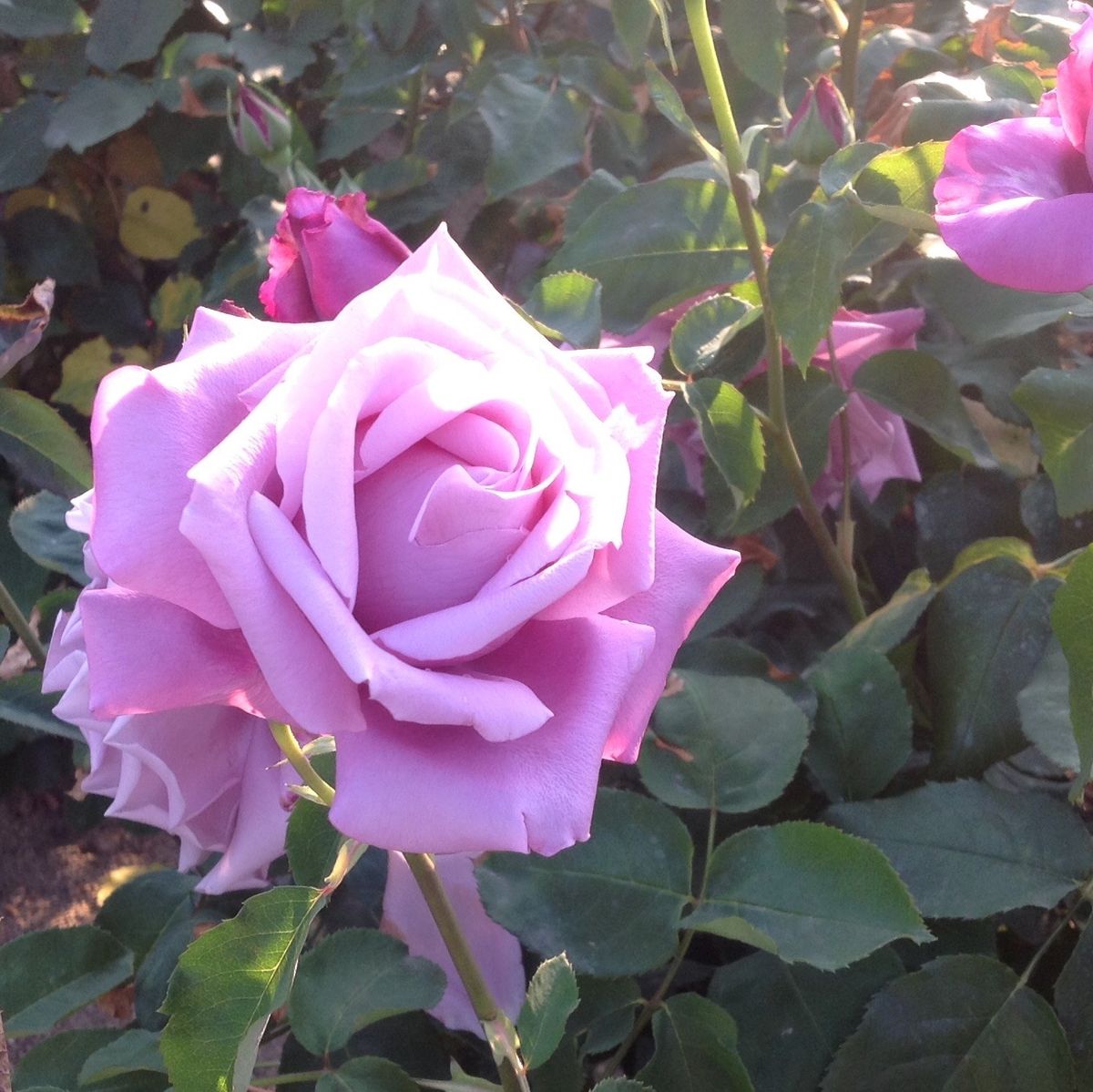 福山バラ公園…満開の薔薇！