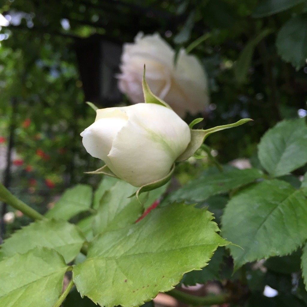 ブラン・ピエール・ドゥ・ロンサールの開花まで♪