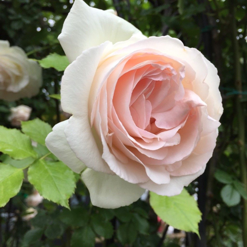 ブラン・ピエール・ドゥ・ロンサールの開花まで♪