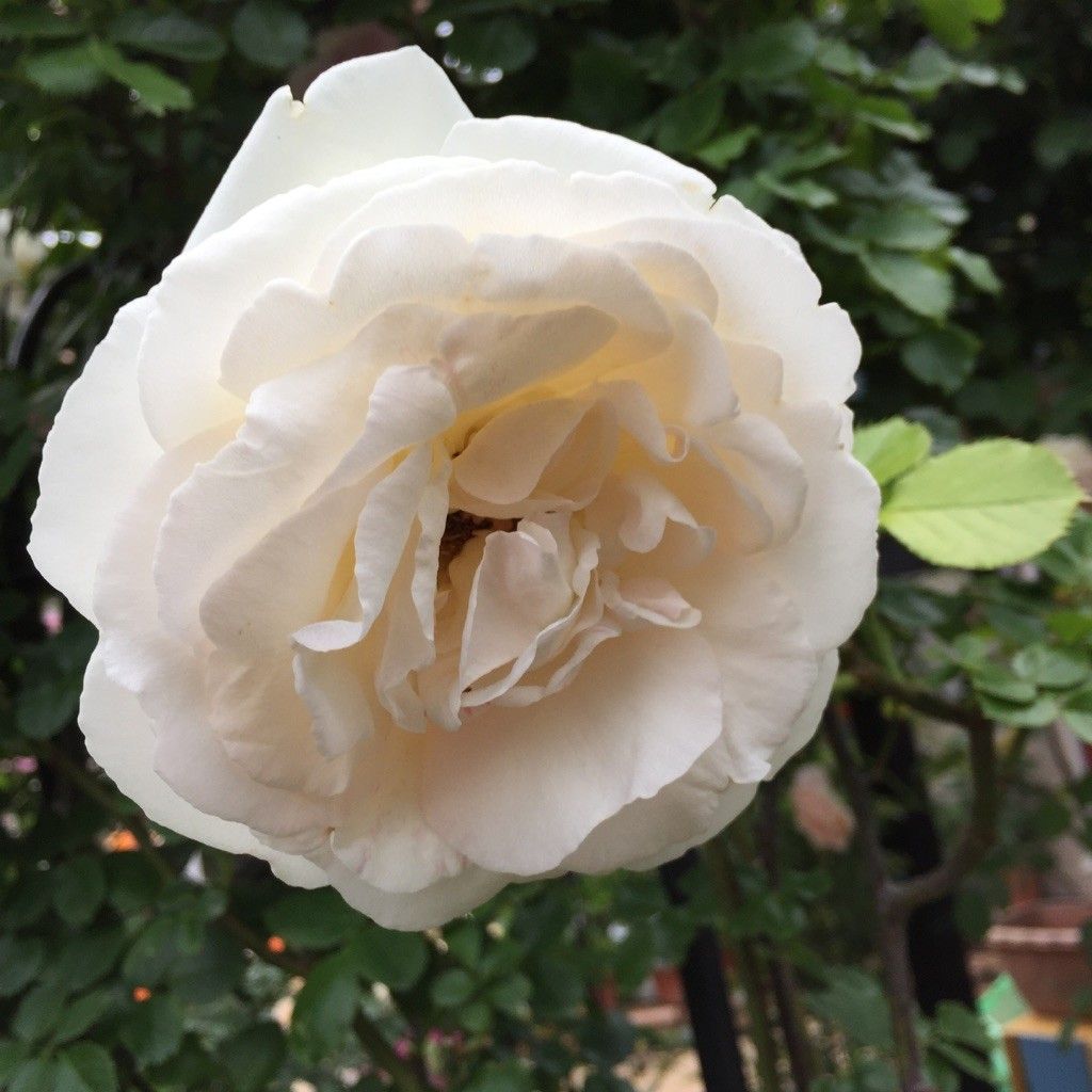 ブラン・ピエール・ドゥ・ロンサールの開花まで♪