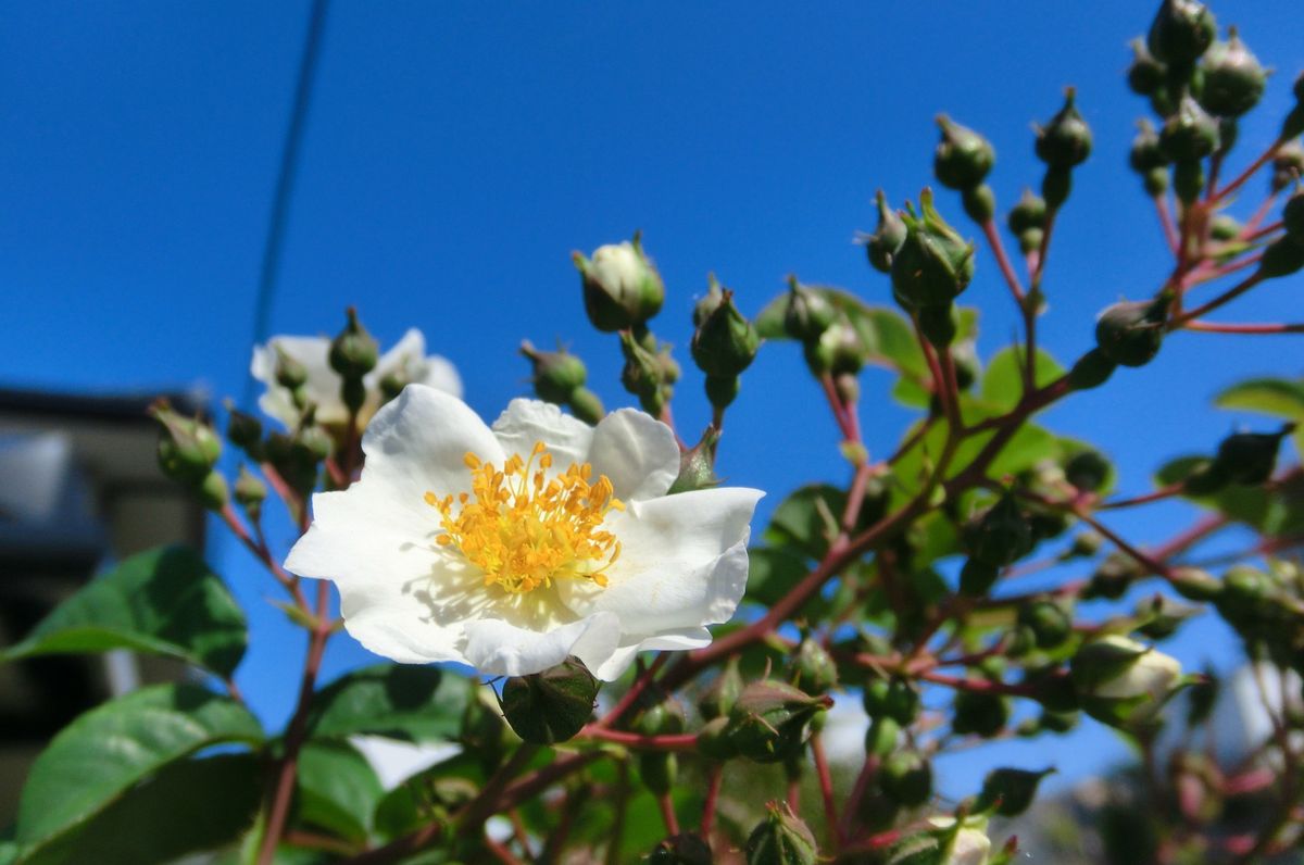 白いお花たち