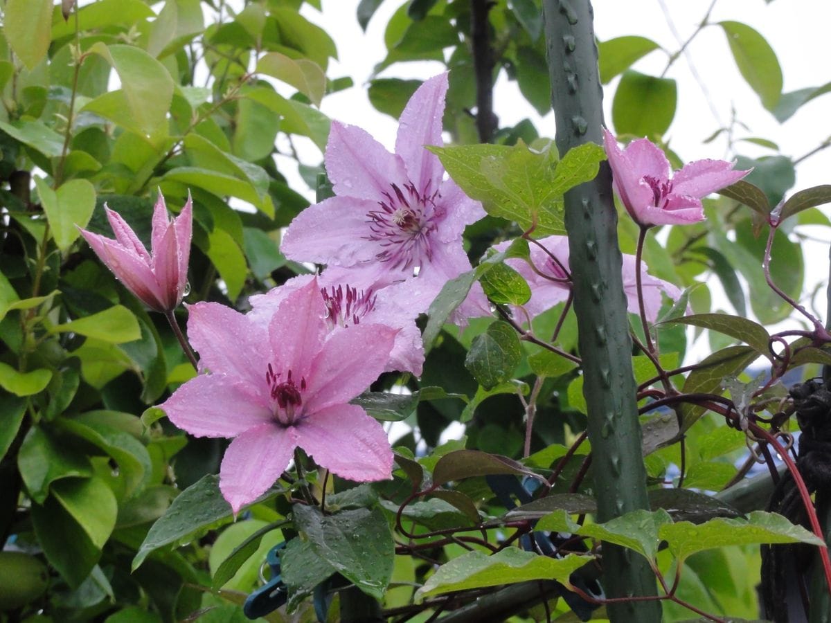 開花まで長くかかった　クレマチス