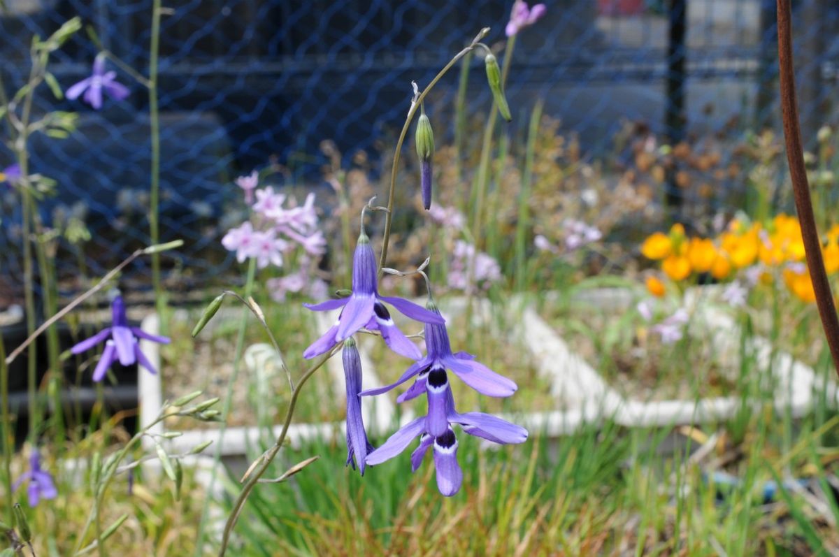 この花、知っていますか？