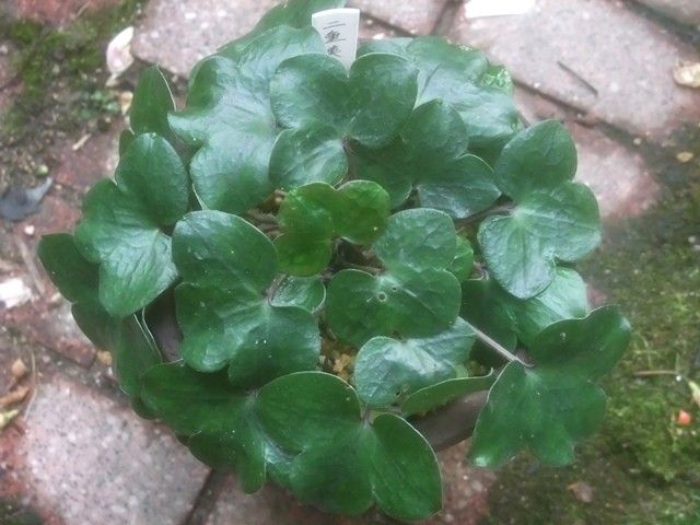 雪割草の現在の状態