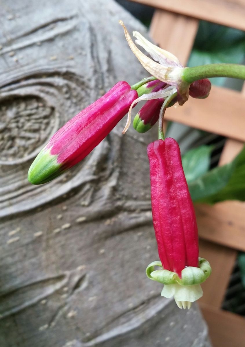 初めてのお花