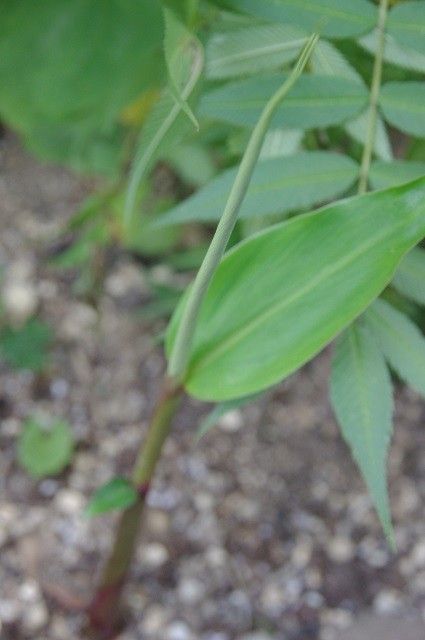 ジンジャーの芽が大分伸びたよ