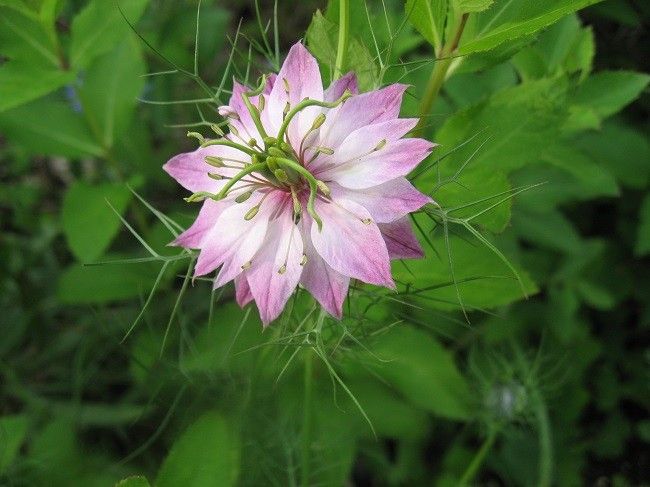 ピンクの花