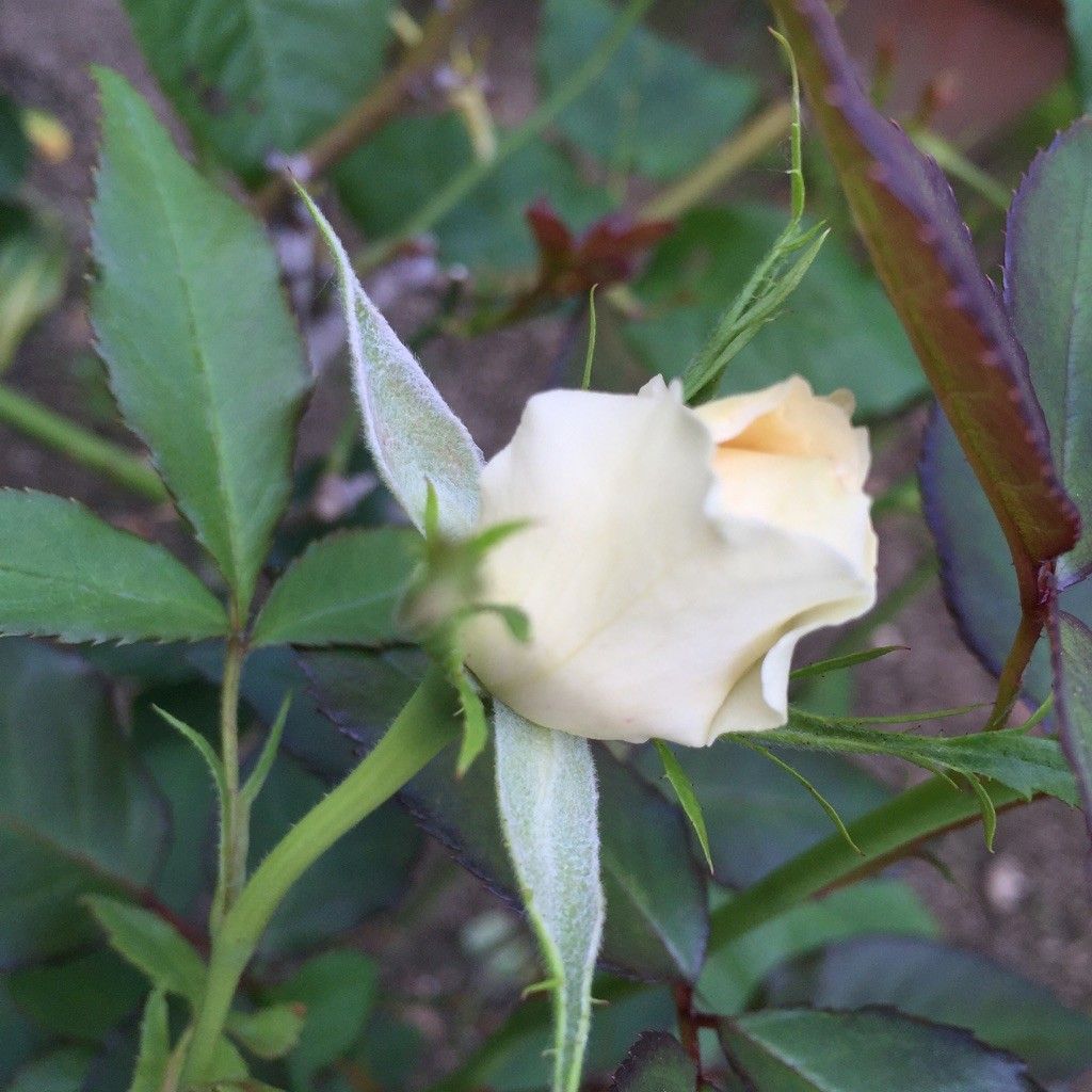 バニラの開花まで♪