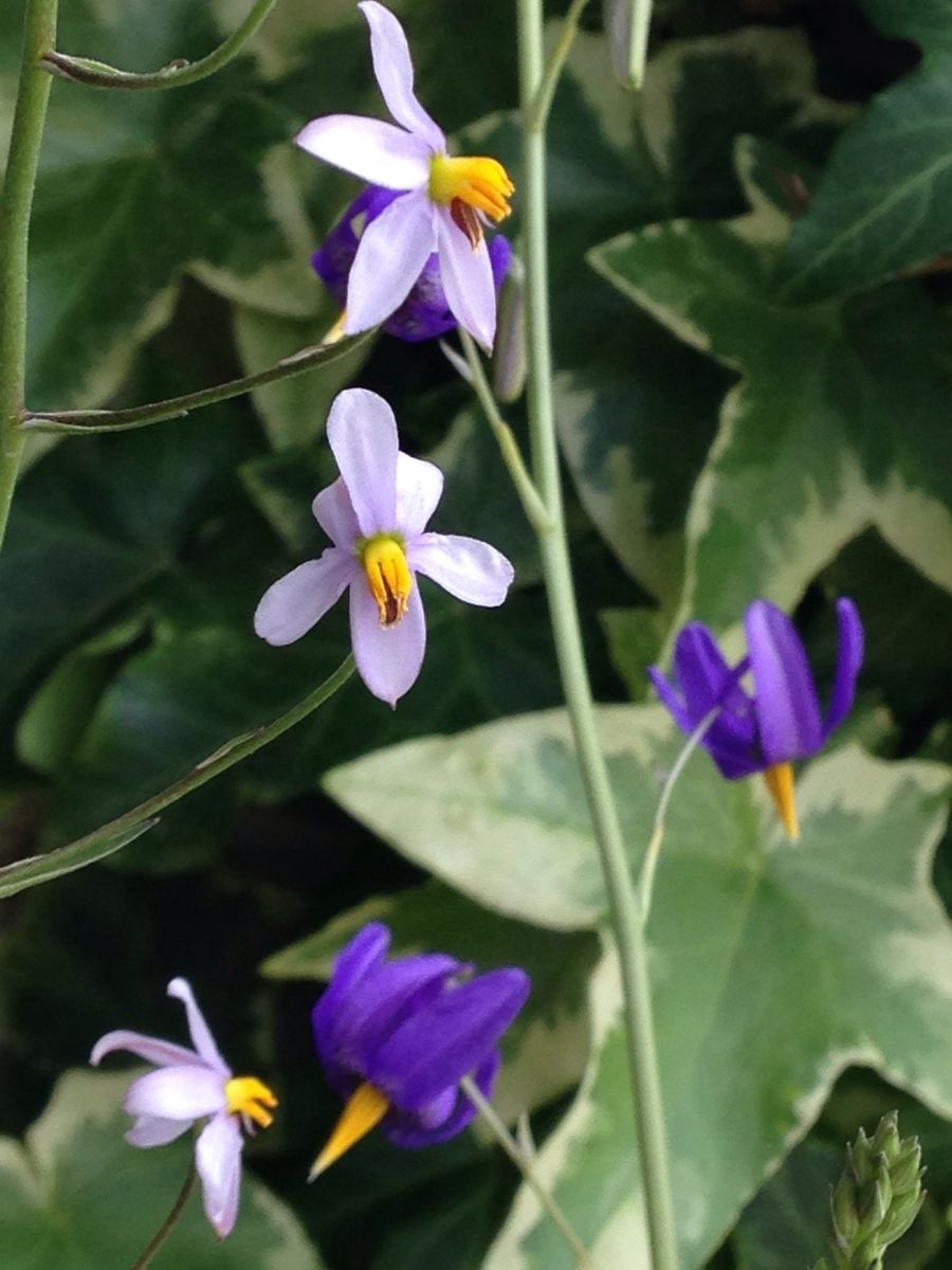 Conanthera bifolia