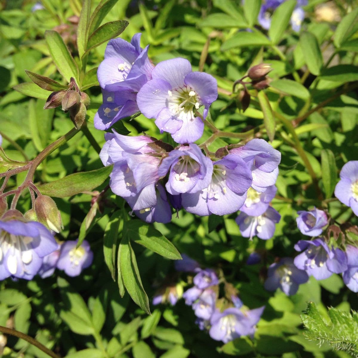 紫のお花いっぱい！