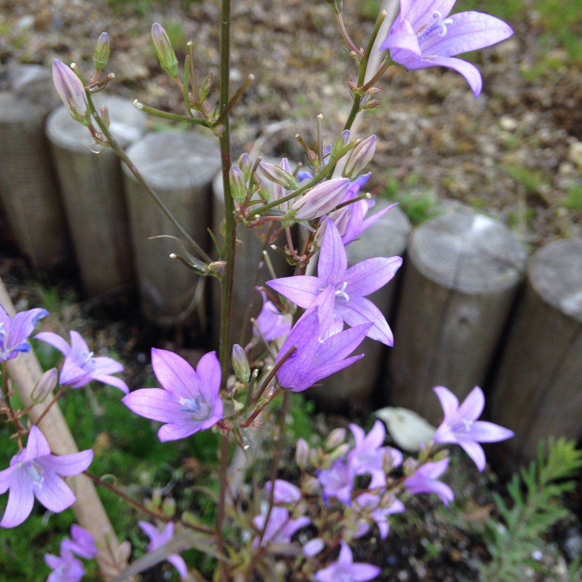 紫のお花いっぱい！