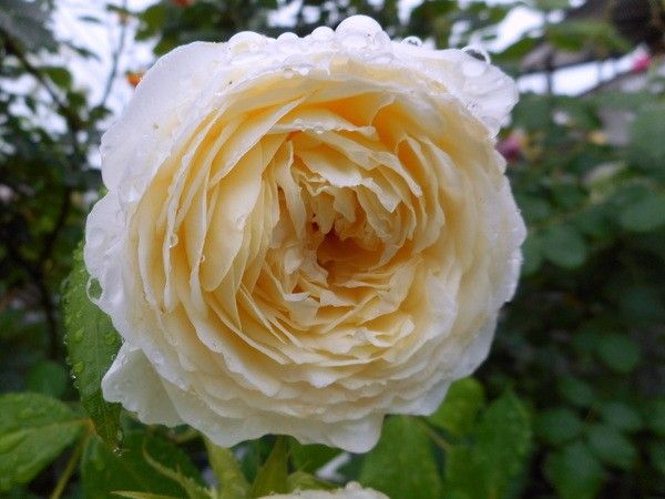 雨に濡れた薔薇。