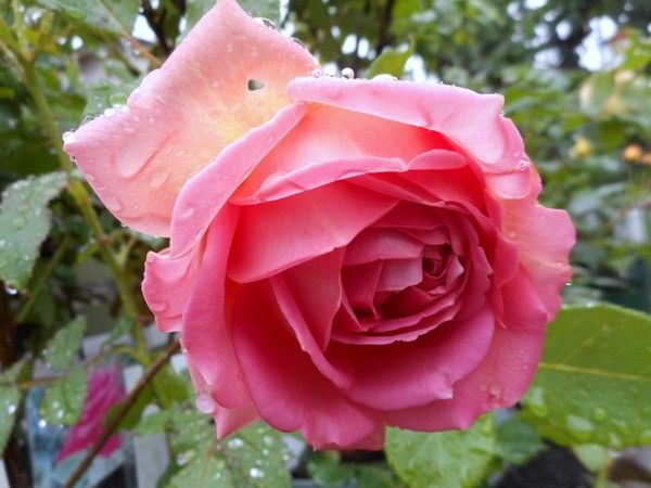 雨に濡れた薔薇。