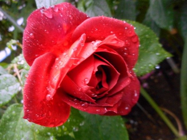 雨に濡れた薔薇。