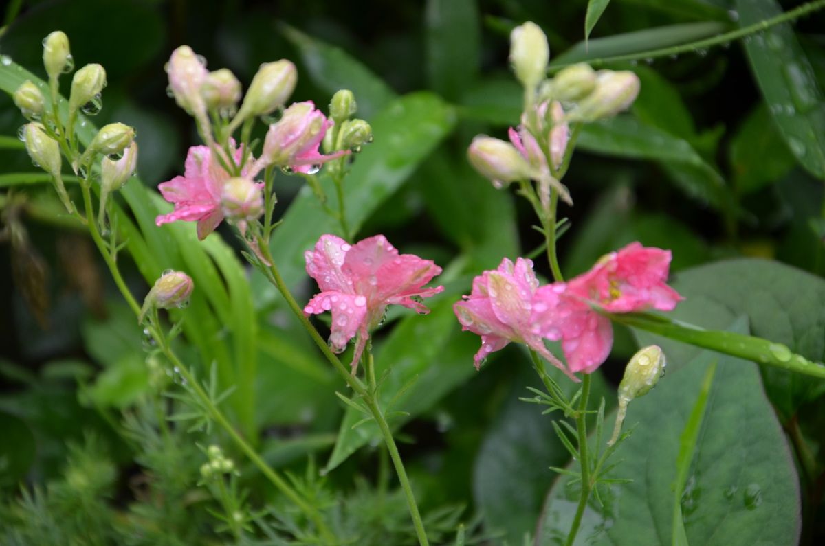 ピンクの花